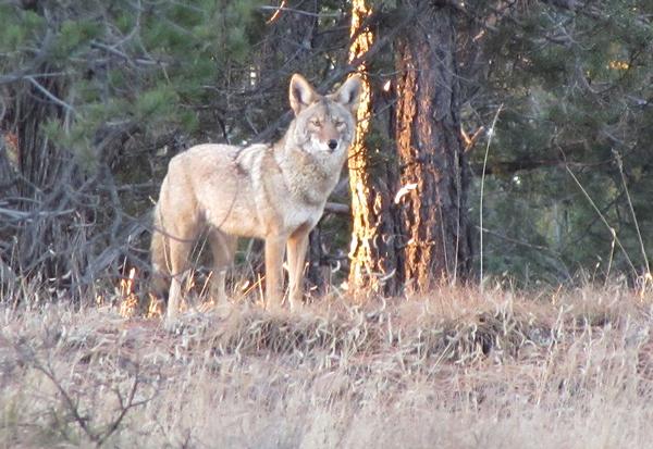 White Mountains Arizona Coyote