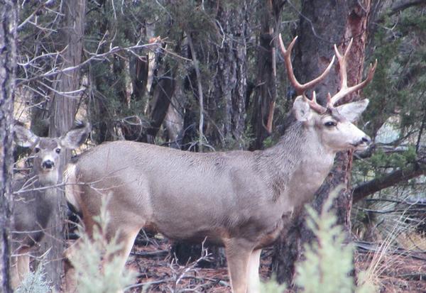 Arizona White Mountains Mule Deer