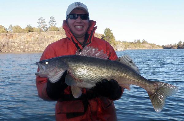 An angler holds a large walleye at Fool Hollow Lake