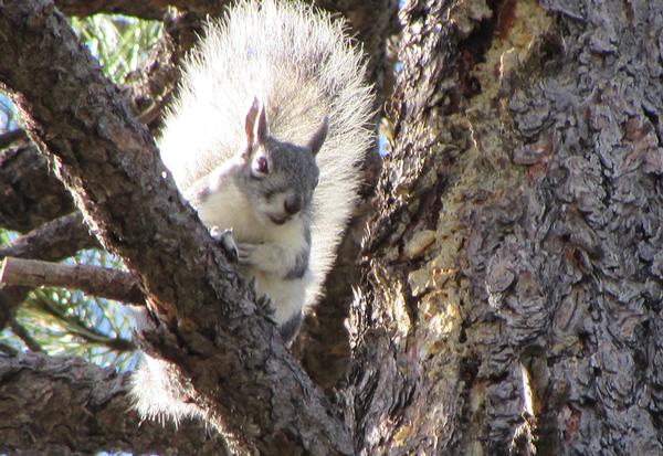 White Mountains Arizona Abert's squirrel