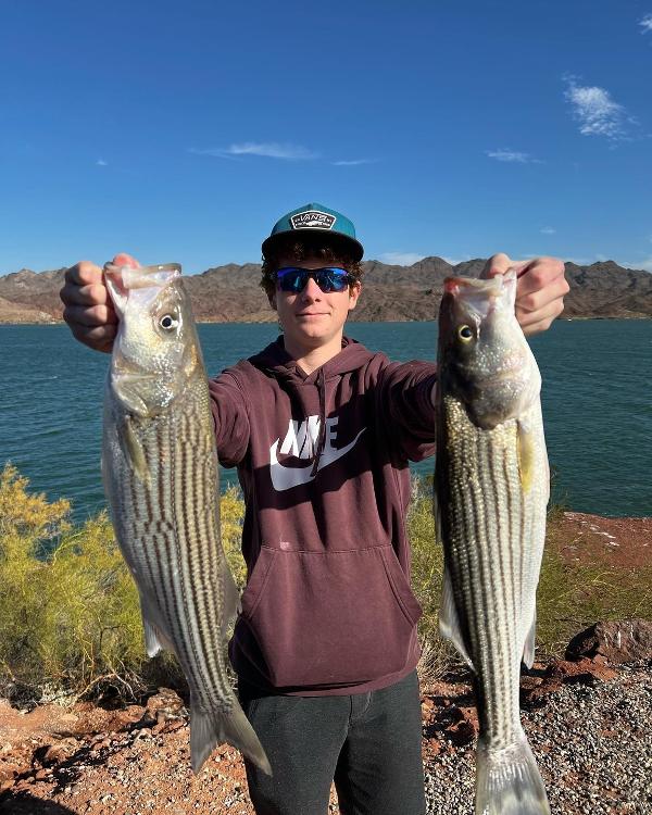 An angler holding two nice sized striped bass on the shore of Lake Havasu.