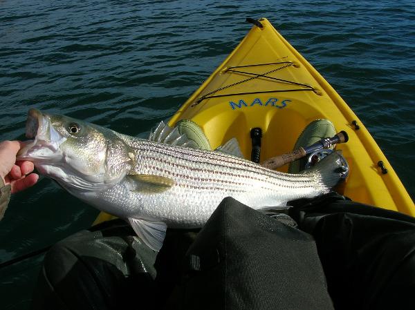 Lake Havasu striper. Arizona striped bass fishing report.