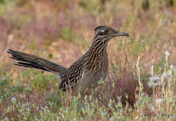 Greater Roadrunner Lost Dutchman State Park.