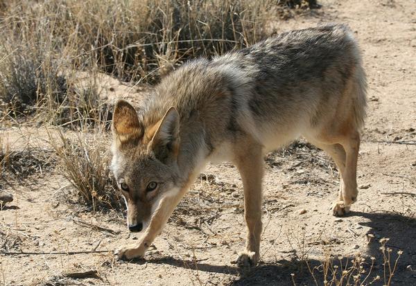 Coyote Lost Dutchman State Park
