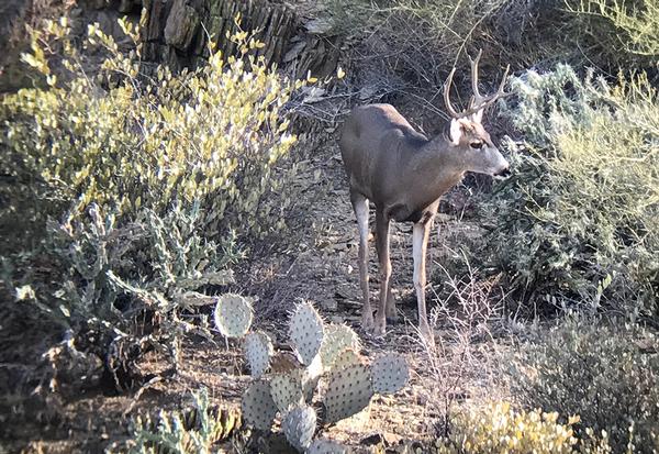 Arizona Desert Mule Deer