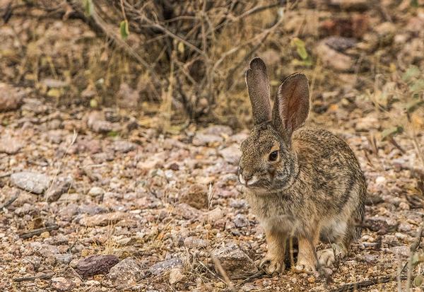 Desert cottontail Lost Dutchman State Park.