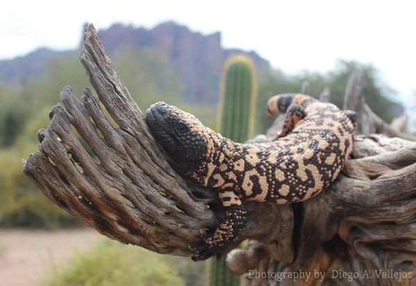Gila Monster Lost Dutchman State Park