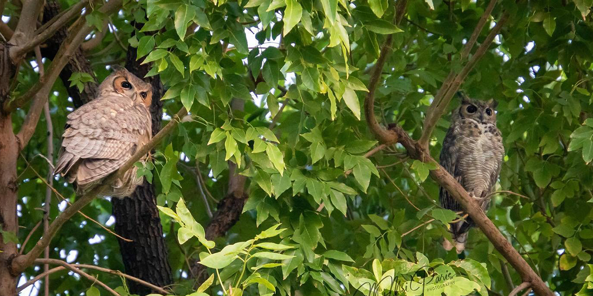 Owls at Oracle State Park