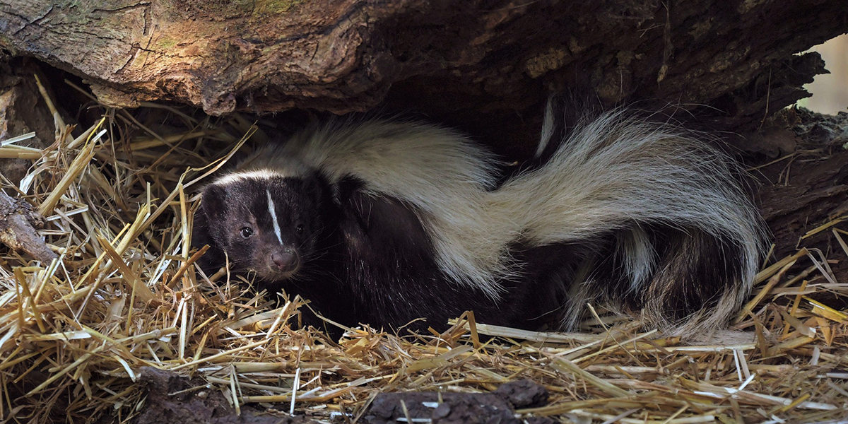 Oracle State Park wildlife viewing- Skunk