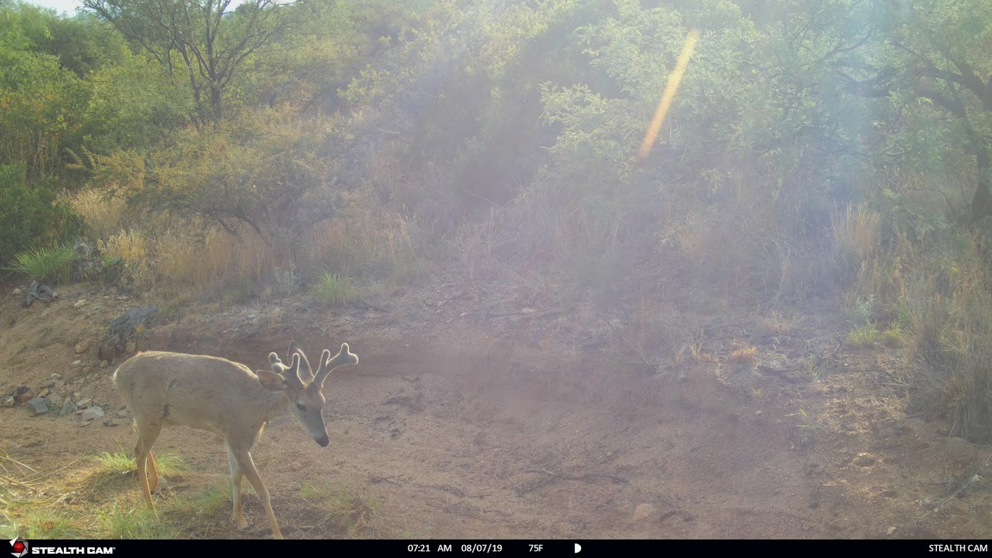 Coues deer buck trail cam pic