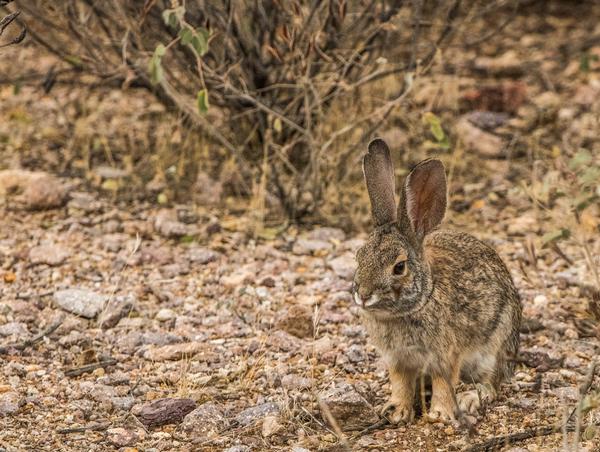 A desert cottontail rabbit at Buckskin Mountain
