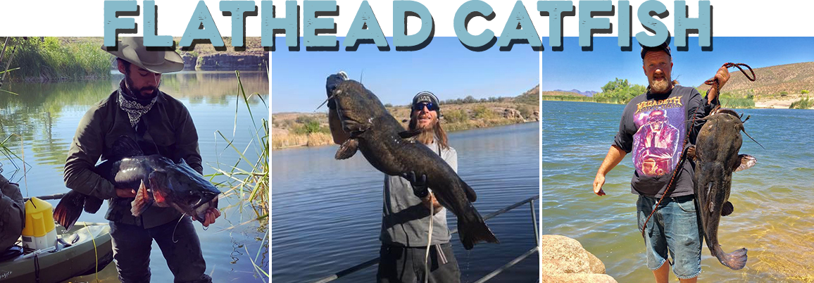 Arizona Flathead Catfish. Photos of men with large channel catfish.
