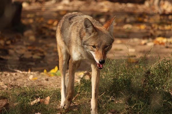 Coyote hunting for meal near Oak Creek