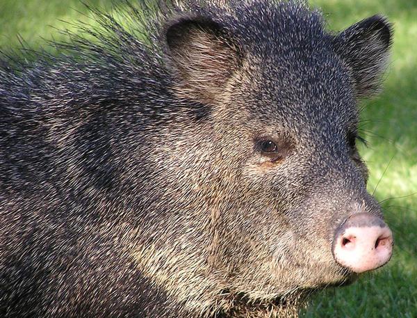 An adult javelina standing in grass near oak creek