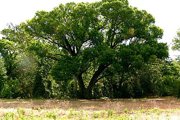 The Red Rock State Park Wedding tree