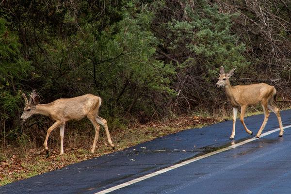 Two young mule deer bucks crossing paved road at Red Rock State Park.