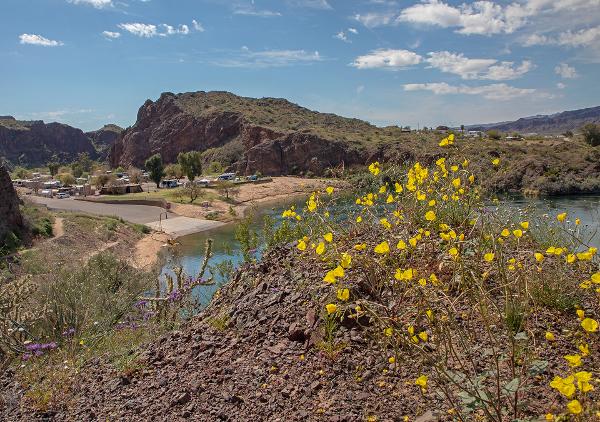 Wildflowers on the hill over scenic Colorado River at River Island State Park