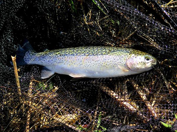 A trout at Roper Lake