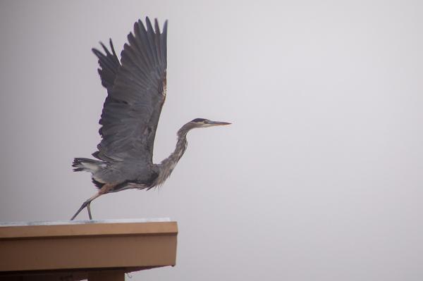 Great Blue Heron spotted at Roper Lake State Park