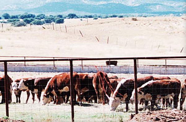 Cattle in the valley in 1998