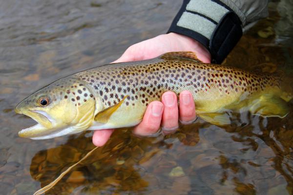 Shallow CREEK fishing for TROUT! 