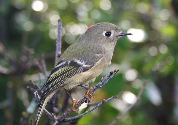 Bird watching Sedona: Ruby Crowned Kinglet