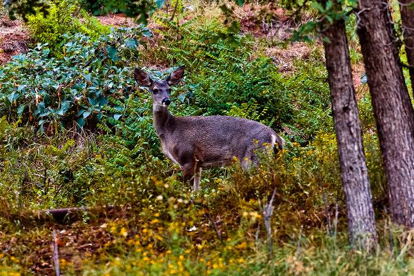 Slide Rock Sedona Coues Whitetail