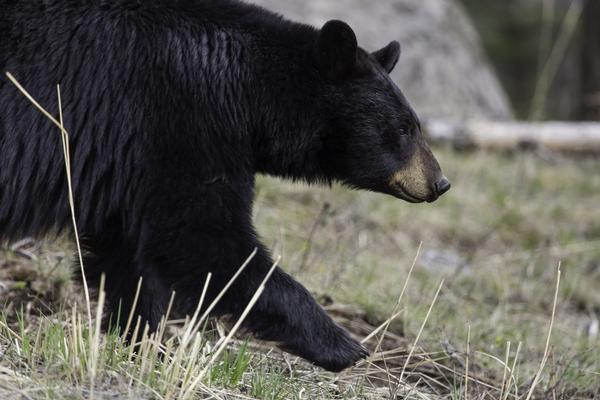 Arizona Wildlife Black bear walking across field towards creek