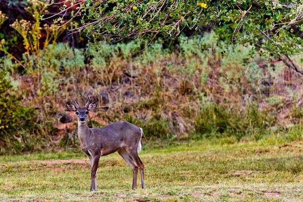 Coues whitetail deer at Slide Rock State Park