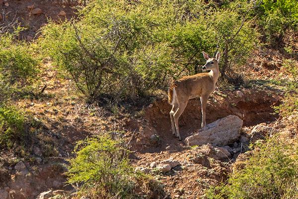 A deer pauses near bushes in Sonoita Creek