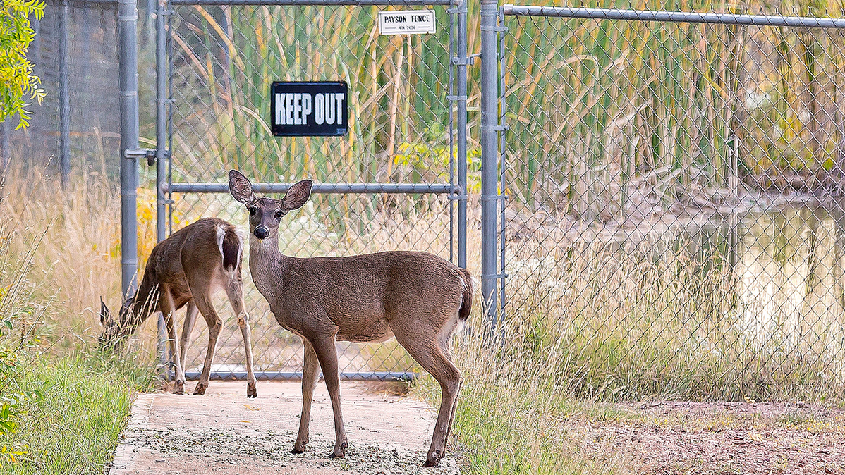 Coues deer near Payson, AZ