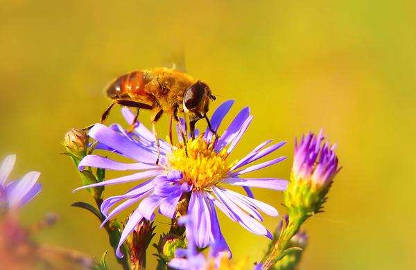Wildflowers: Marsh Aster being pollinated by a bee.