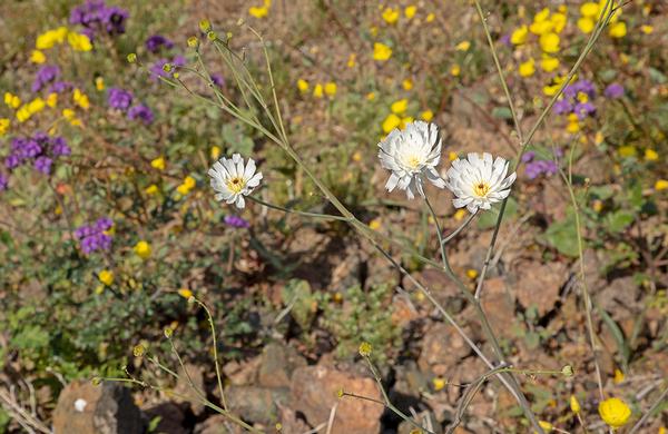 Desert Plants: Wispy and white Gravel Ghost blooms in Arizona desert wash