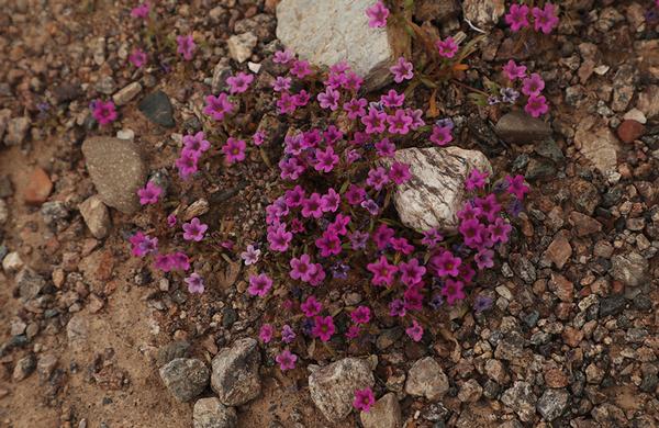 Desert Plants: Purple Mat blooms in rocky Arizona wash