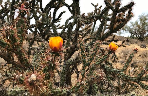 Desert Plants: Central Arizona Buckhorn Cholla with yellow blooms