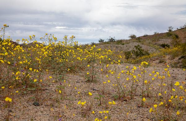 Wildflowers: Western Arizona Yellow Cups blooming at River Island State Park