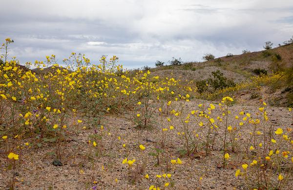 Desert Plants: Western Arizona Yellow Cups blooming at River Island State Park