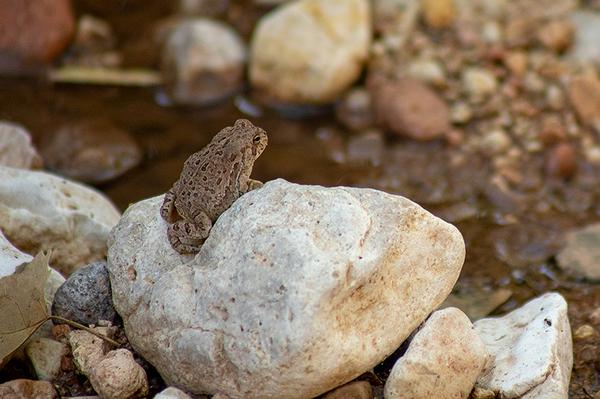Arizona Wildlife Red Spotted Toad
