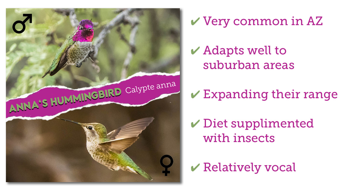 Anna's Hummingbird identification Arizona