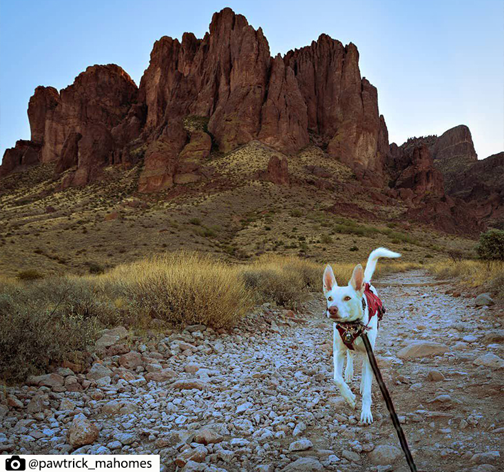 White dog hiking on a leash at Lost Durtchman State Park and the Superstitions in the background.