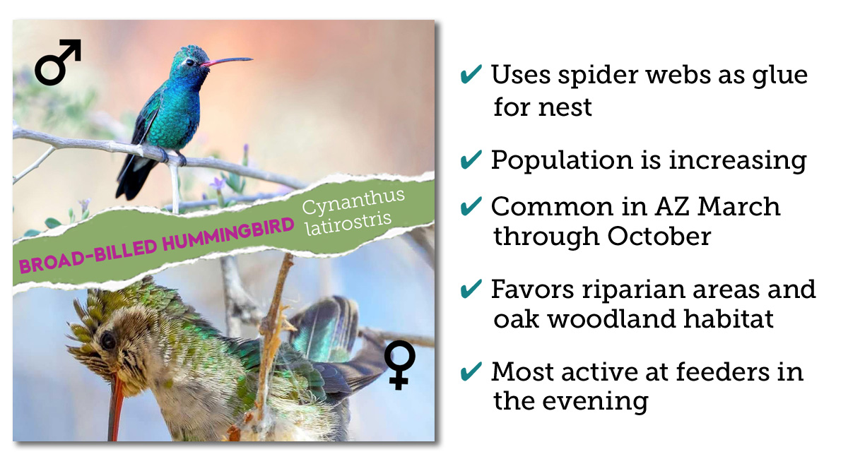 Broad-billed hummingbird identification Arizona