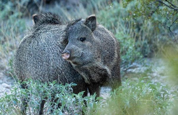 Javelina engaged in social rubbing of scent gland