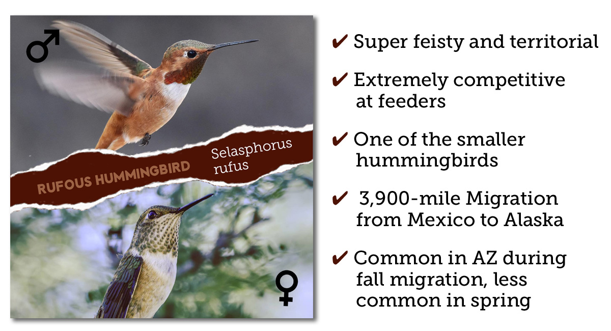 Rufous Hummingbird Identification Arizona