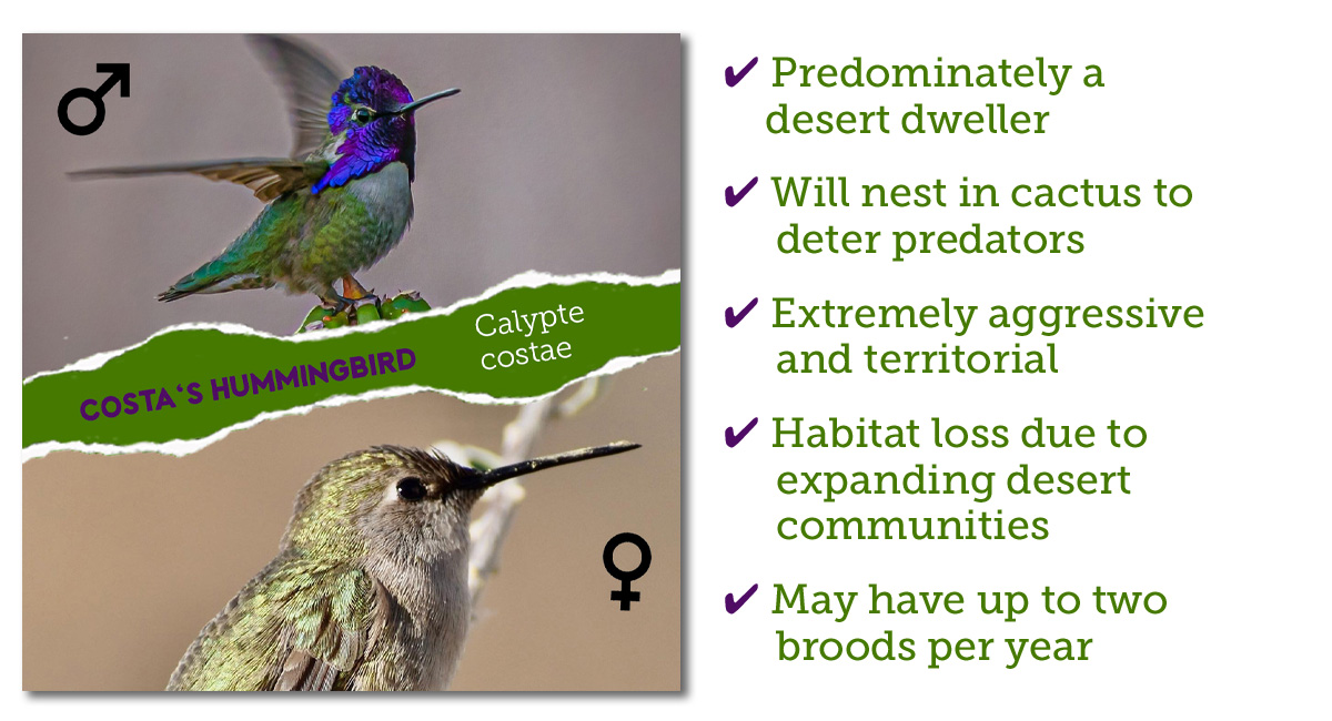 Costa's hummingbird identification Arizona