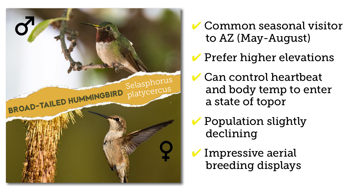 Broad-tailed hummingbird identification Arizona