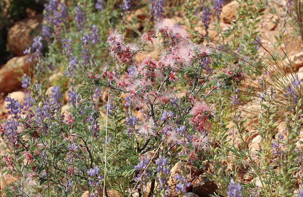 Desert Plants: Pink Fairy Duster blooms in Sonoran Desert