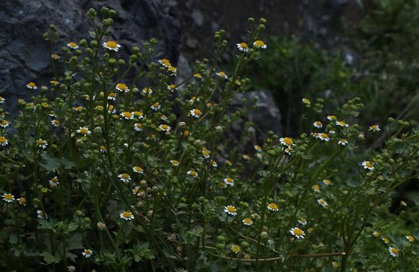 Wildflowers: Rock Daisy flowers blooming on sandy Sonoran desert floor