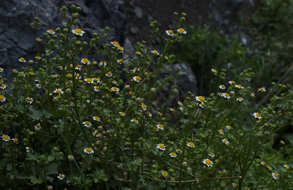 Desert Plants: Rock Daisy flowers blooming on sandy Sonoran desert floor