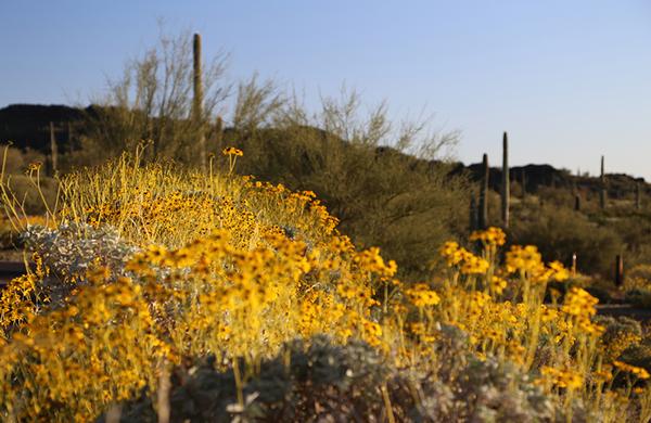 Wildflowers: Brittlebush blooming in Sonoran Desert