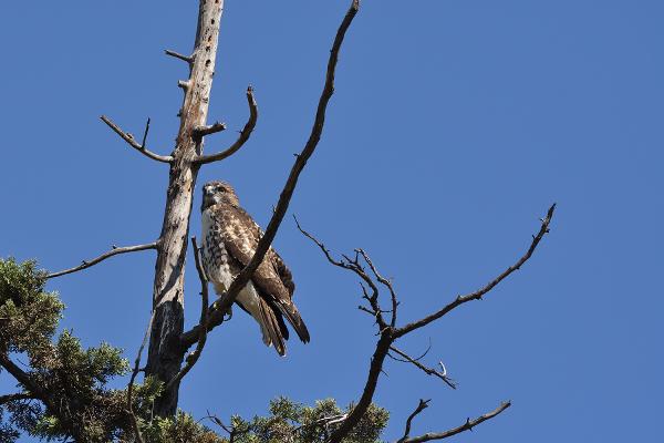 Birds of Arizona: Harris's hawk